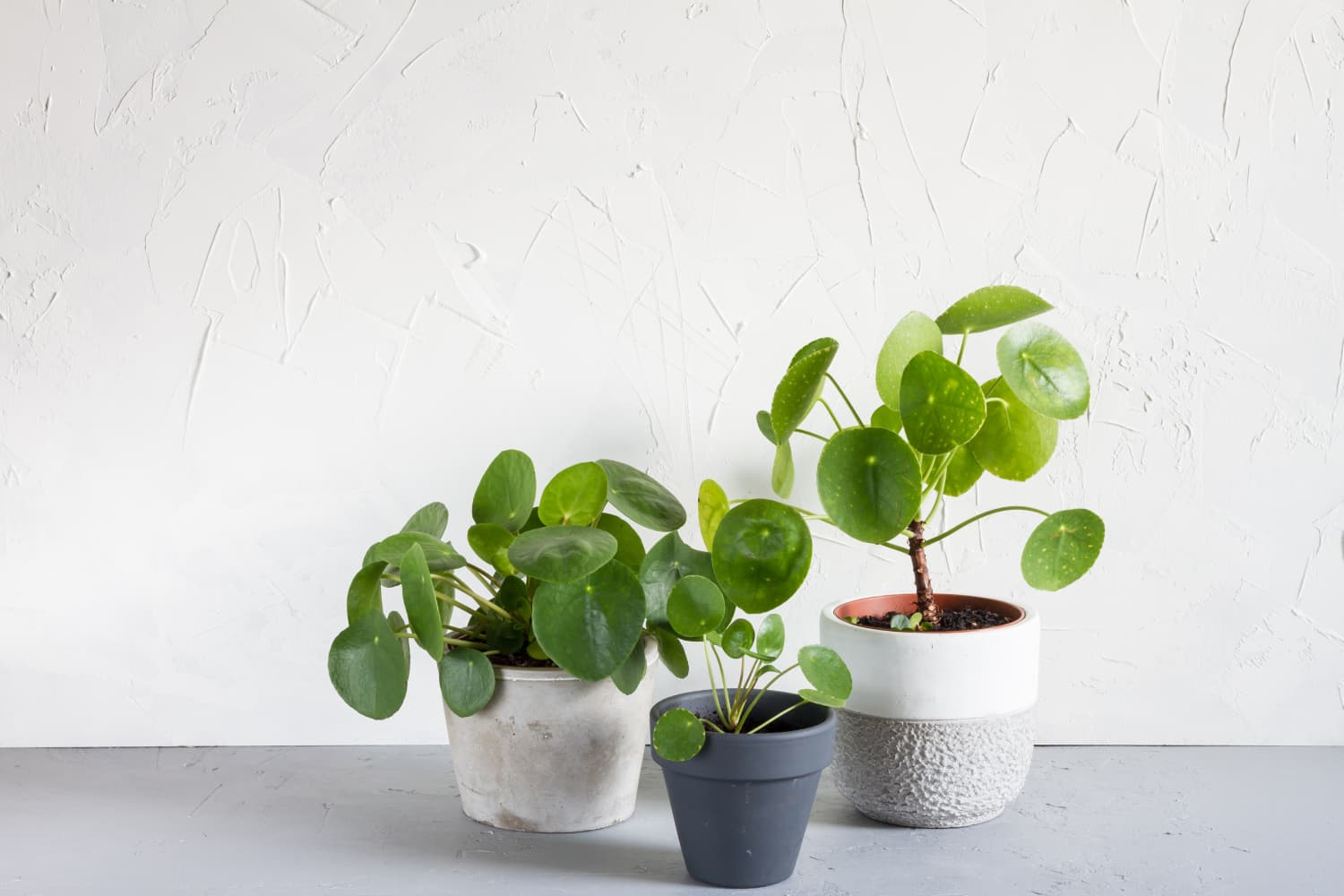 Pilea Peperomioides | Popularly Called Chinese Money Plant | Bloombox Club