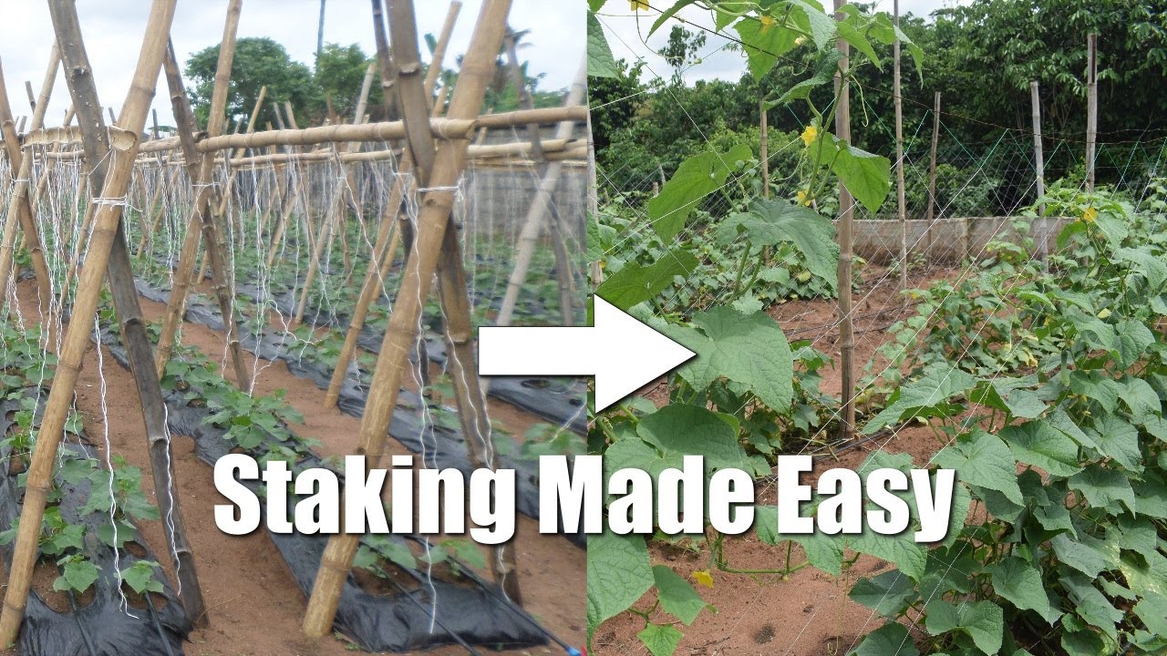 The Importance of Staking Plants: How to Stake Your Plants for Better – UrbanMali