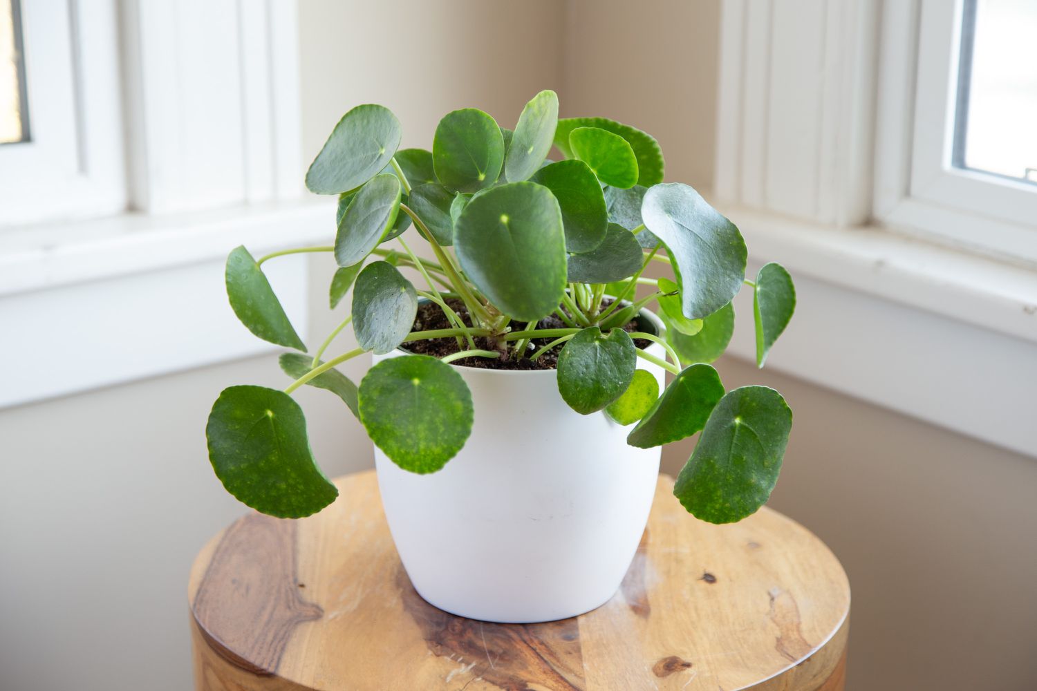 How to Grow Chinese Money Plant (Pilea Peperomioides)