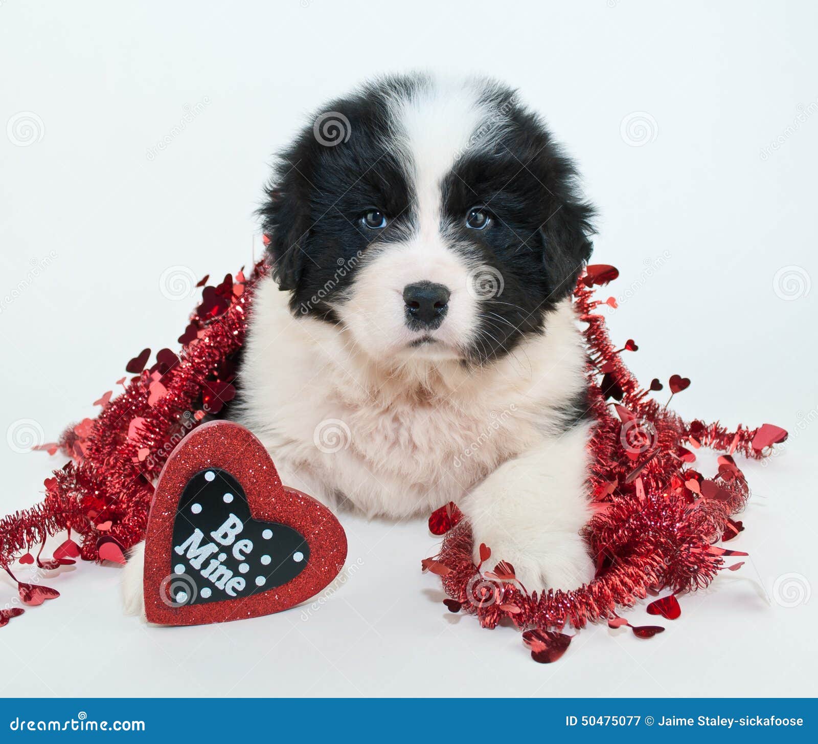 BE MINE PUPPY - Send to Brentwood, NY Today!