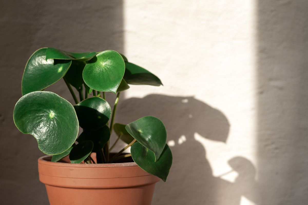 Care Guide for the Raindrop Peperomia — The Green Mad House