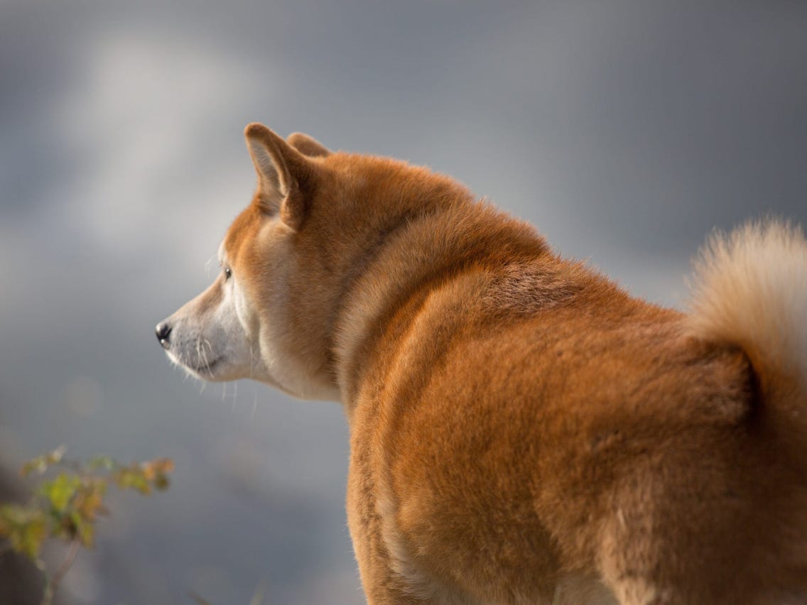 Is Dogecoin Dead: Unpacking the Current State of the Crypto