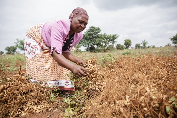 How Blockchain can help smallholder farmers: get access to finance -