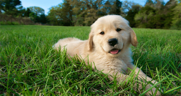 Golden Retriever Puppies for sale in India At Best Prices | Mr n Mrs Pet