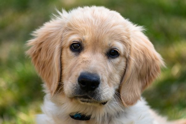 Golden Retriever Price In India, Lifespan, Breed Profile By Petfather