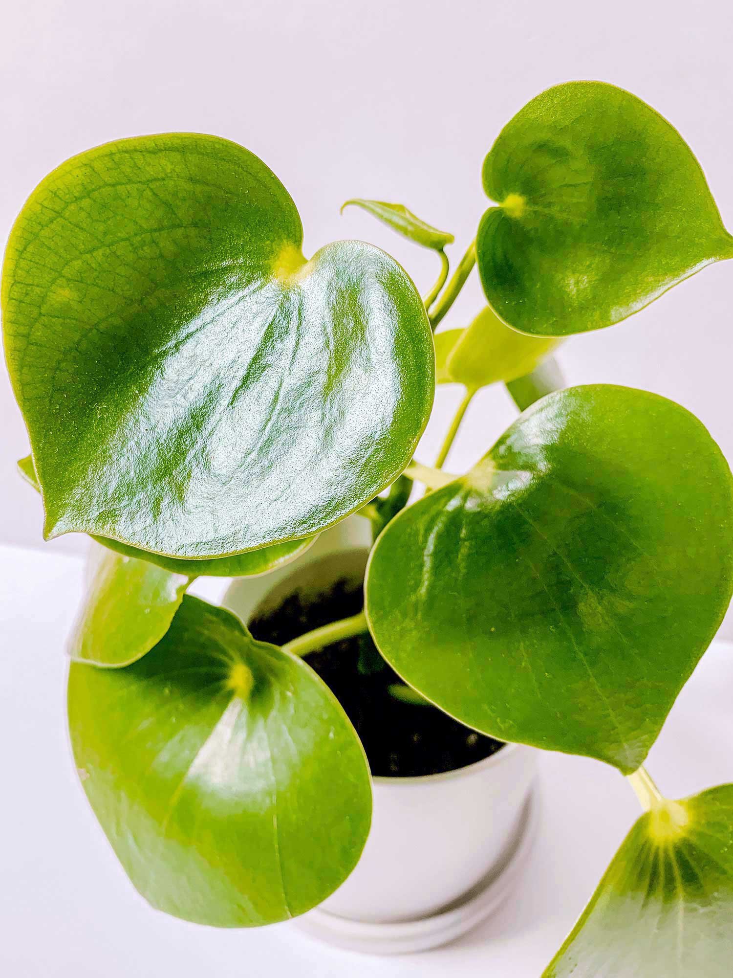 Peperomia prostrata Pepperspot - String of Coins Plant | Hortology