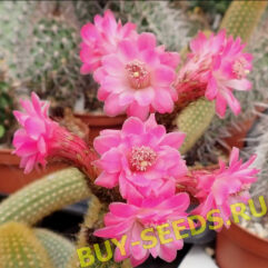 Weberbauerocereus winterianus - Buy seeds | Buy seeds, Cactus plants, Planting succulents