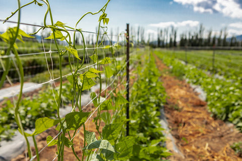 The Importance of Staking Plants - Grow Appalachia