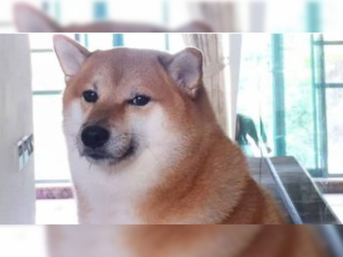 Is DOGE Dead, Or Will Dogecoin Reach $1?