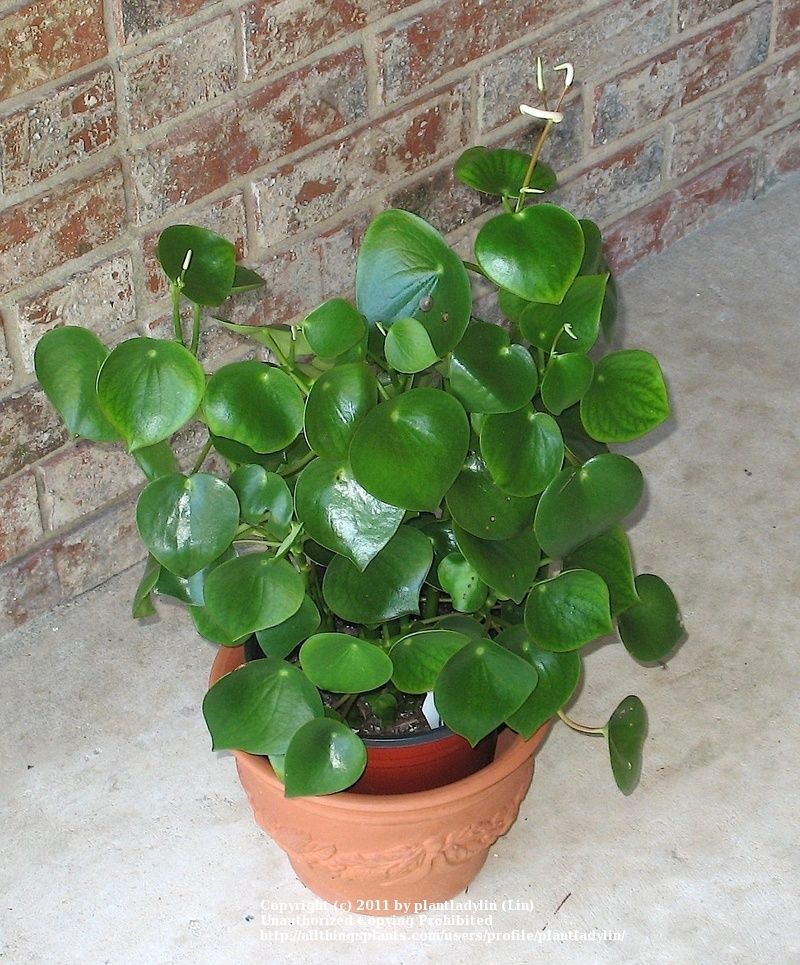 Coin Leaf 'Peperomia' – Stackwood