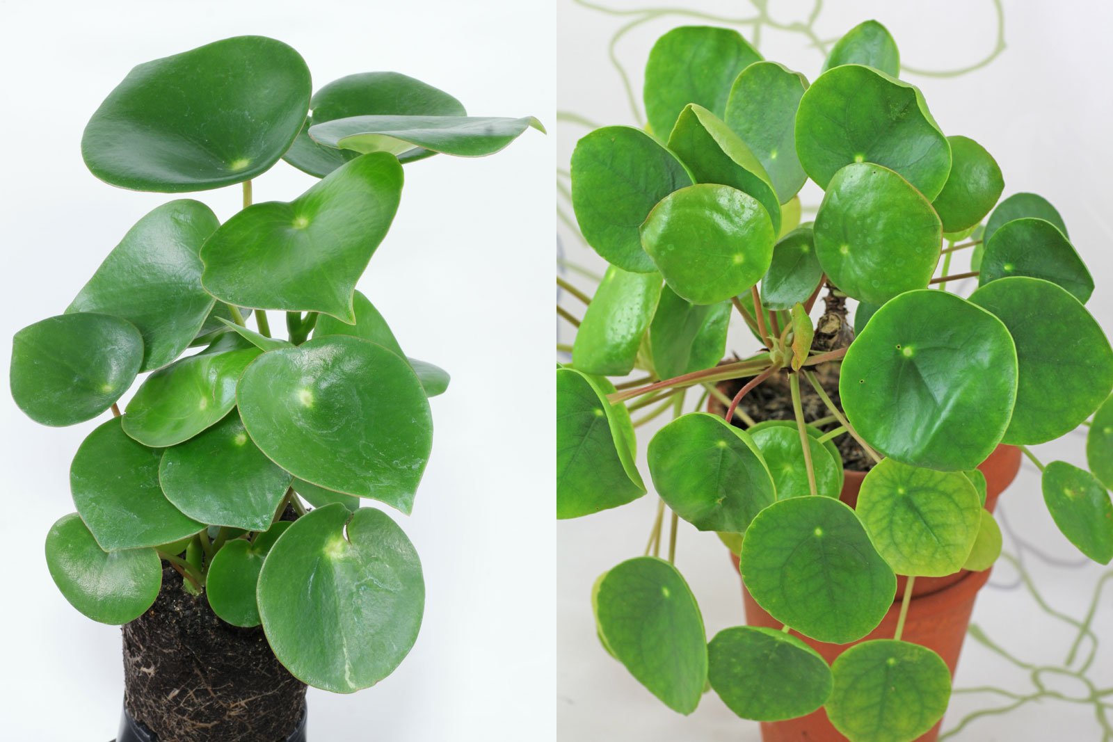 Peperomia Polybotrya Plant Care: Water, Light, Nutrients | Greg App 🌱