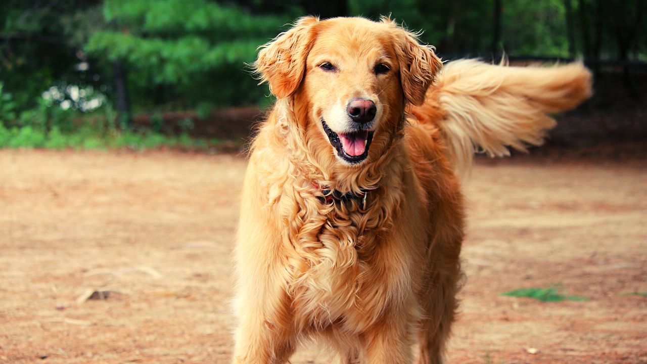 How Much Does a Golden Retriever Puppy Costs in India