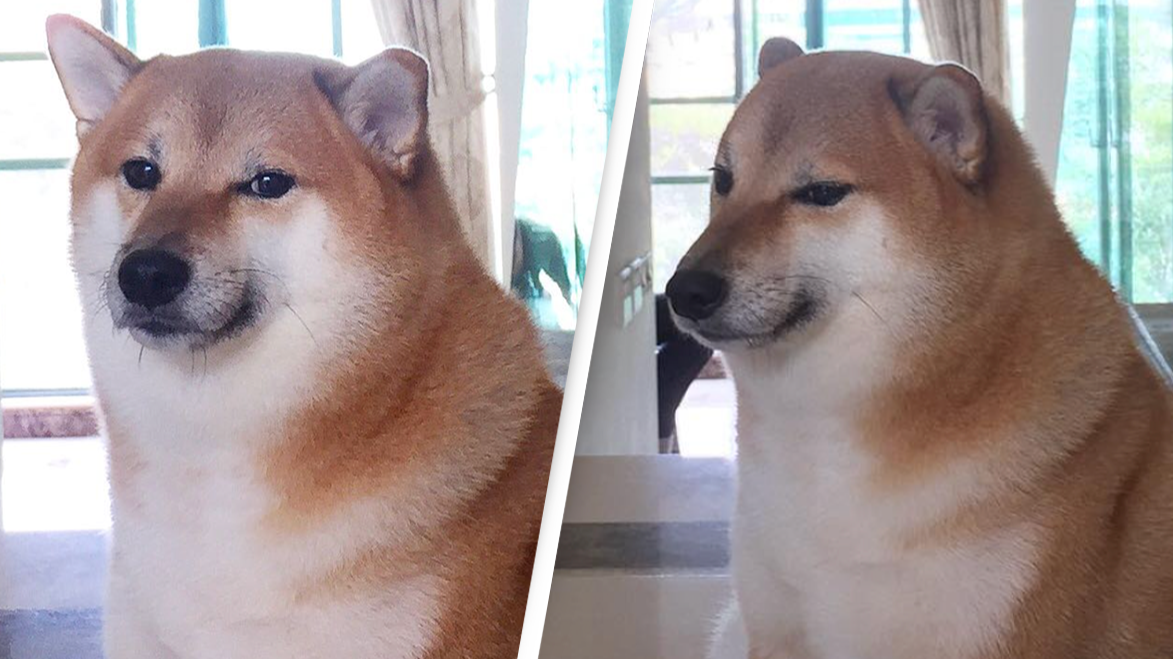 The dog behind the iconic Cheems Doge meme has sadly died