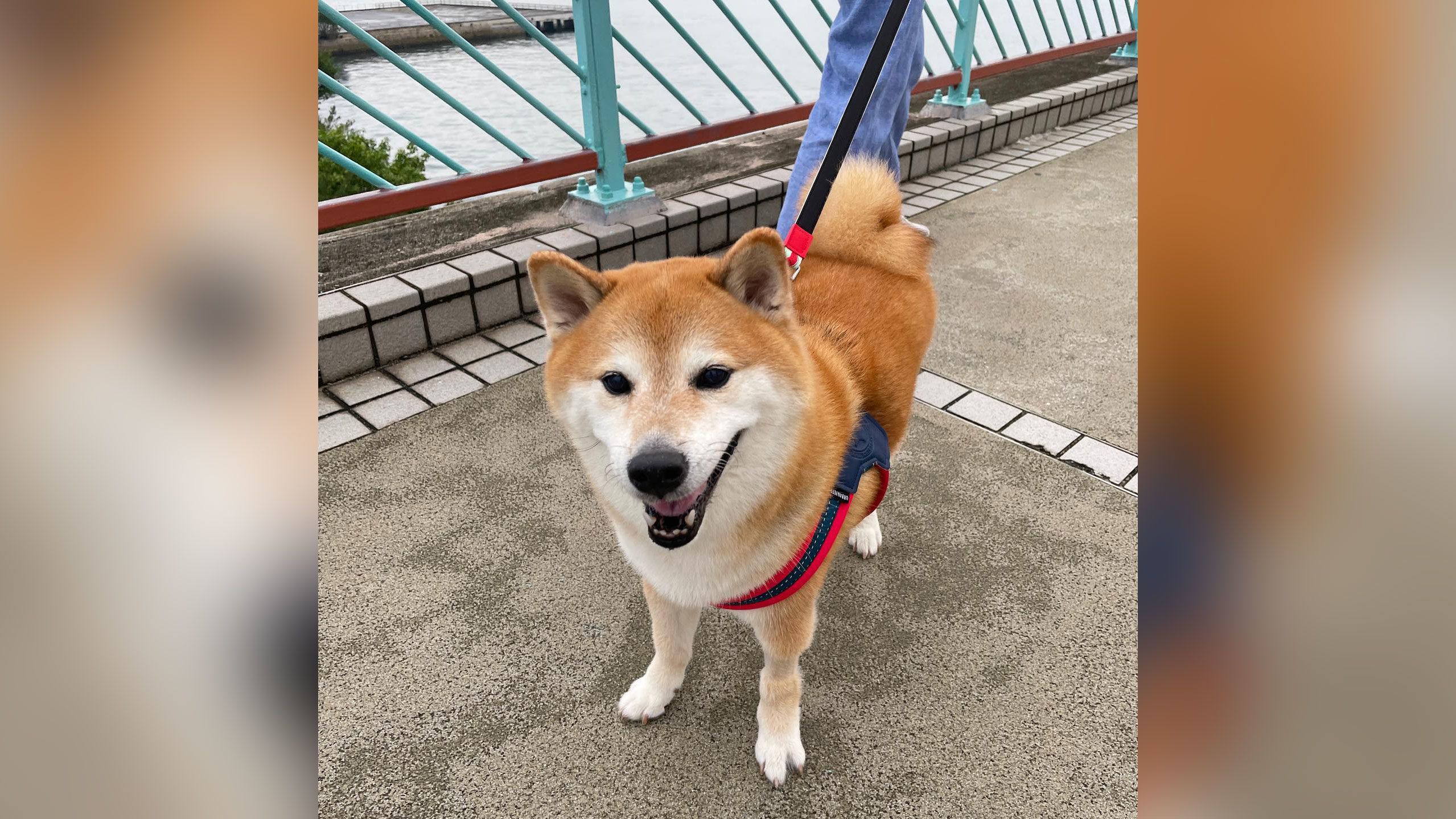 Dogecoin (DOGE) Price Wildly Swings as Fake Rumor of Mascot's Death Riles Up Crypto Observers