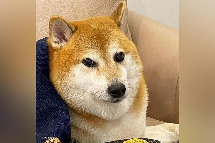 Not Wow, Much Sad: The Doge Dog Is Probably Dying