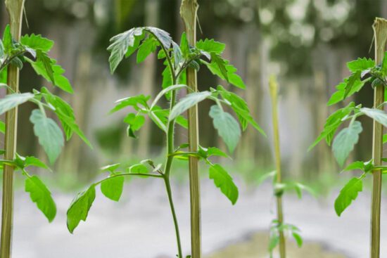 FS The Stake and Weave Training System for Tomatoes in the Home Garden (Rutgers NJAES)