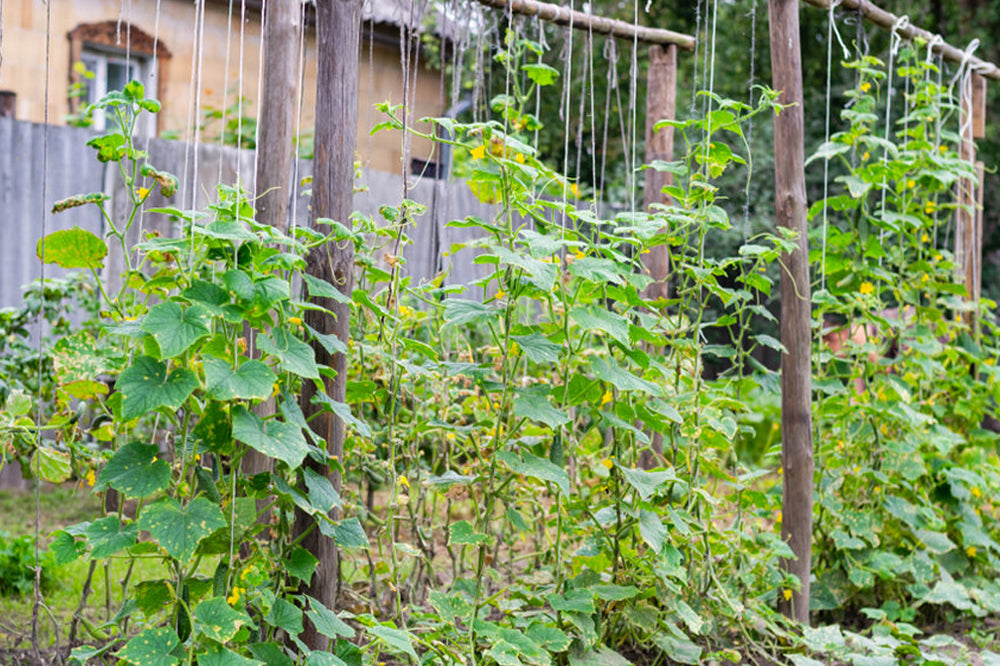 Staking tomato plants